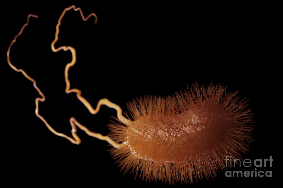 Escherichia Coli Bacterium Photograph by Science Picture Co