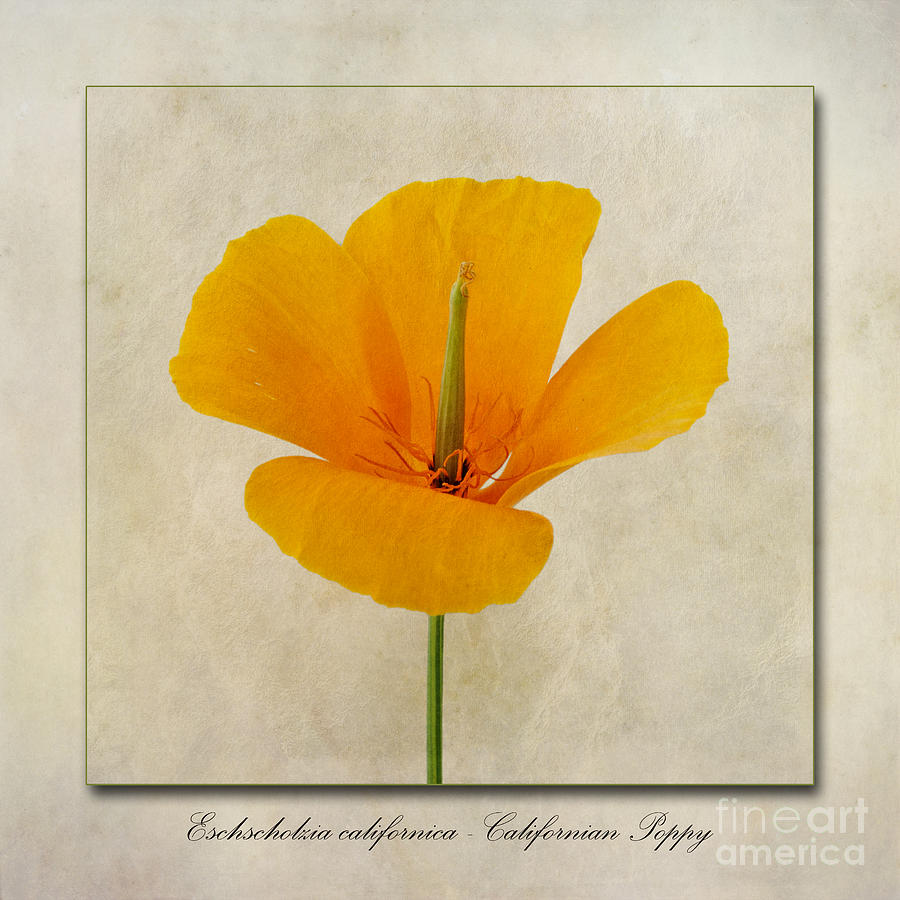 Poppy Photograph - Eschscholzia californica  Californian Poppy by John Edwards