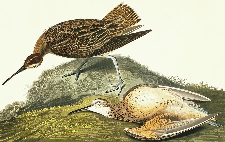 Eskimo Curlew Photograph by Natural History Museum, London/science Photo Library