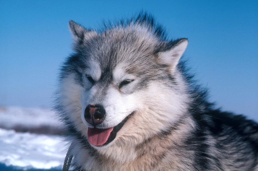 Animal Photograph - Eskimo Husky by Dan Guravich