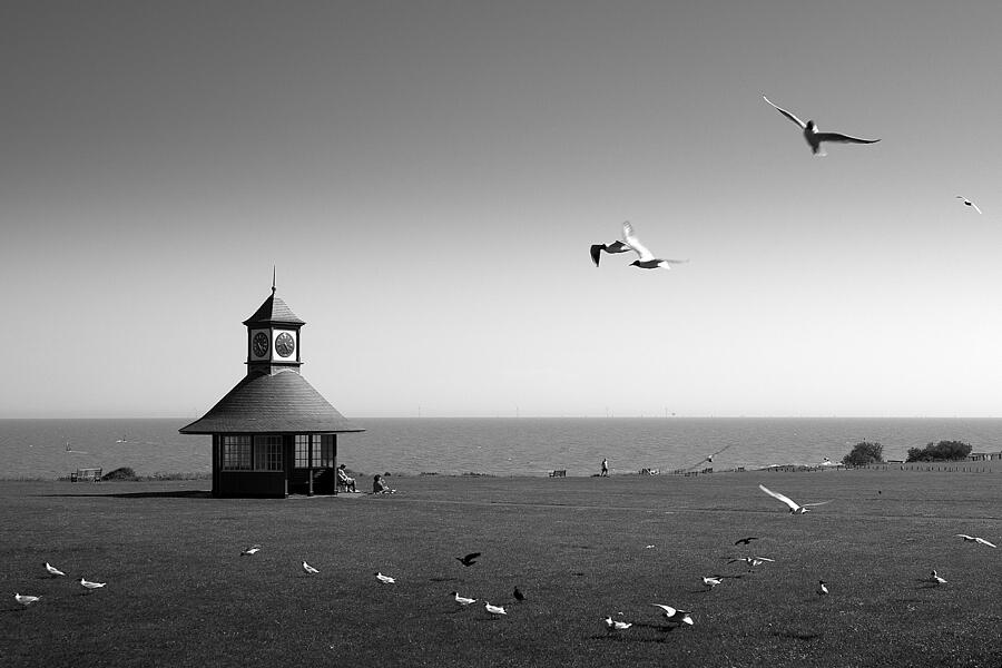 Esplended Gulls Photograph by David Davies