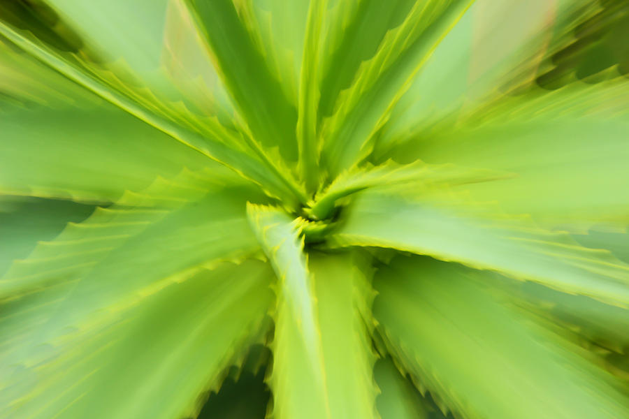 Essence of Aloe Photograph by Rachel Cohen