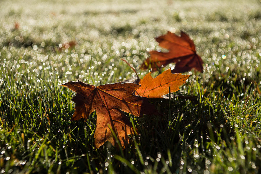 Essence of Autumn Photograph by Georgia Mizuleva