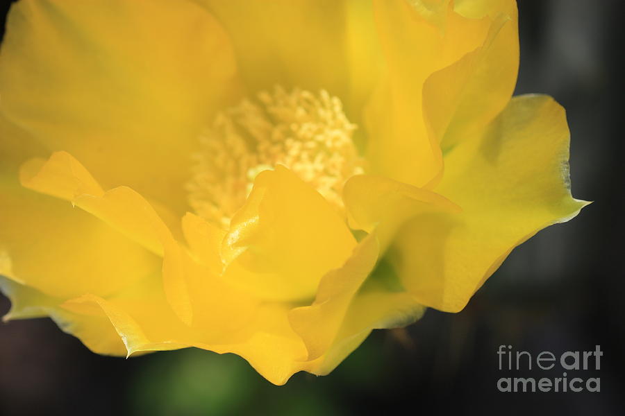 Essence of Yellow Photograph by Cathy Dee Janes