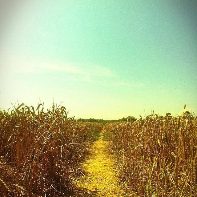Summer Photograph - #essex #barley #fields #footpath by Ariadne Blue