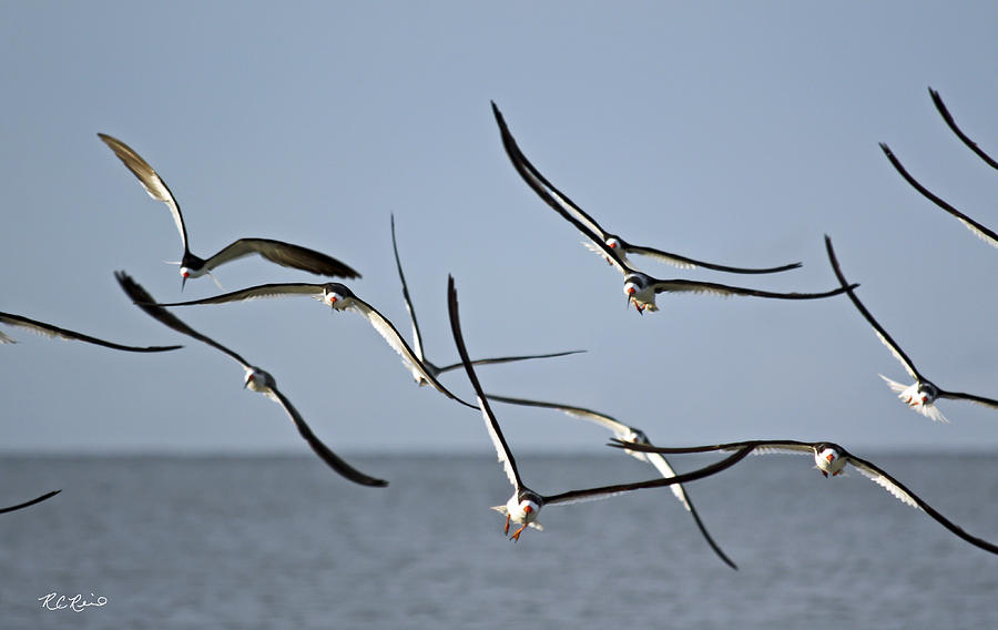 Estero Lagoon - Black Skimmers in Formation  Photograph by Ronald Reid