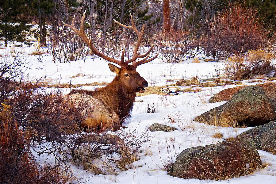 Estes Park Elk Photograph by Priscilla Burgers