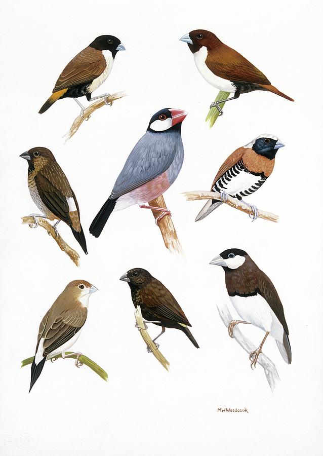 Estrildid Finches Photograph by Natural History Museum, London/science Photo Library