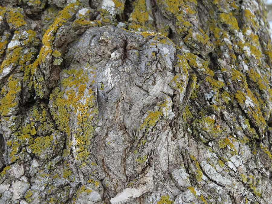 ET Face in Tree Photograph by Mary Mikawoz