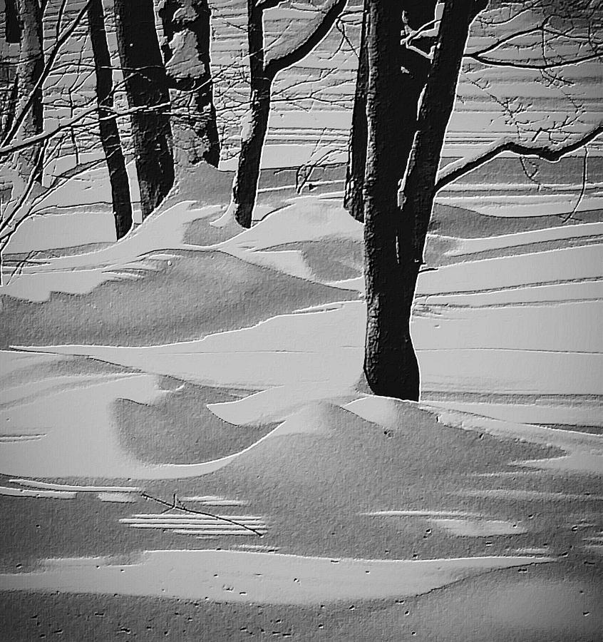 Winter Photograph - Etched in snow by Lori Bourgault