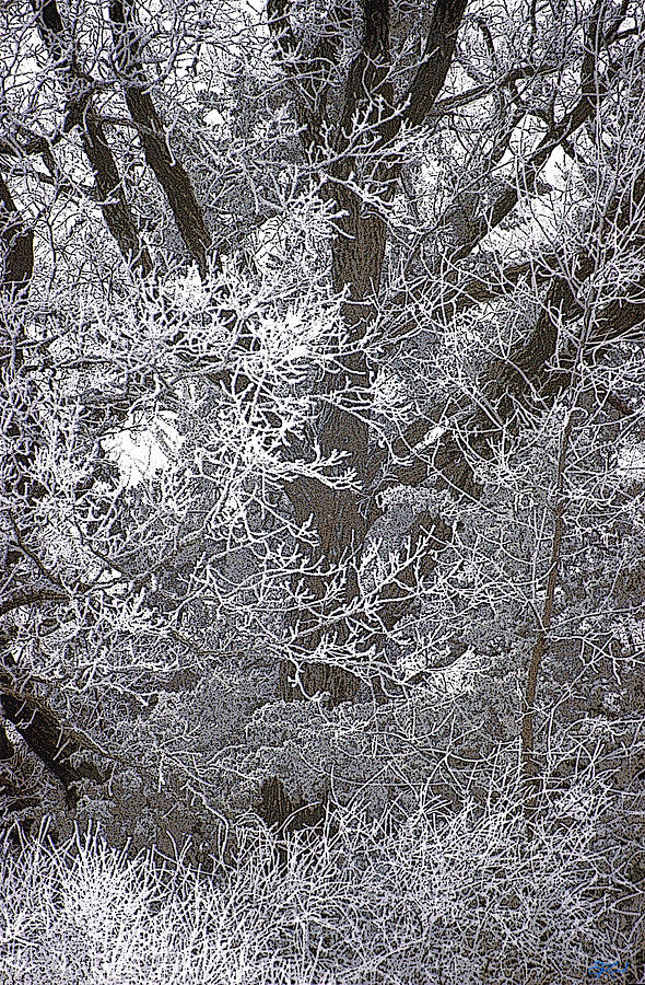 Tree Photograph - Etched in Winter by Jon Lord