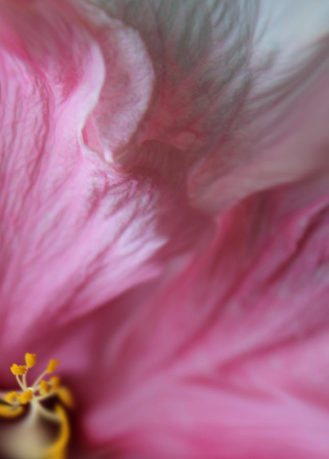 Flower Photograph - Eternal Life by The Art Of Marilyn Ridoutt-Greene