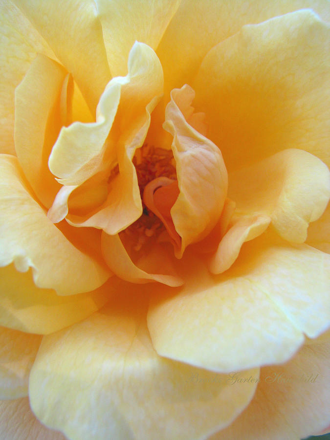 Lightness of Being - Yellow Rose Macro -Floral Art from the Garden Photograph by Brooks Garten Hauschild