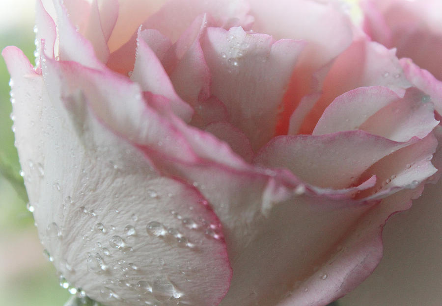 Rose Photograph - Eternal Love by The Art Of Marilyn Ridoutt-Greene
