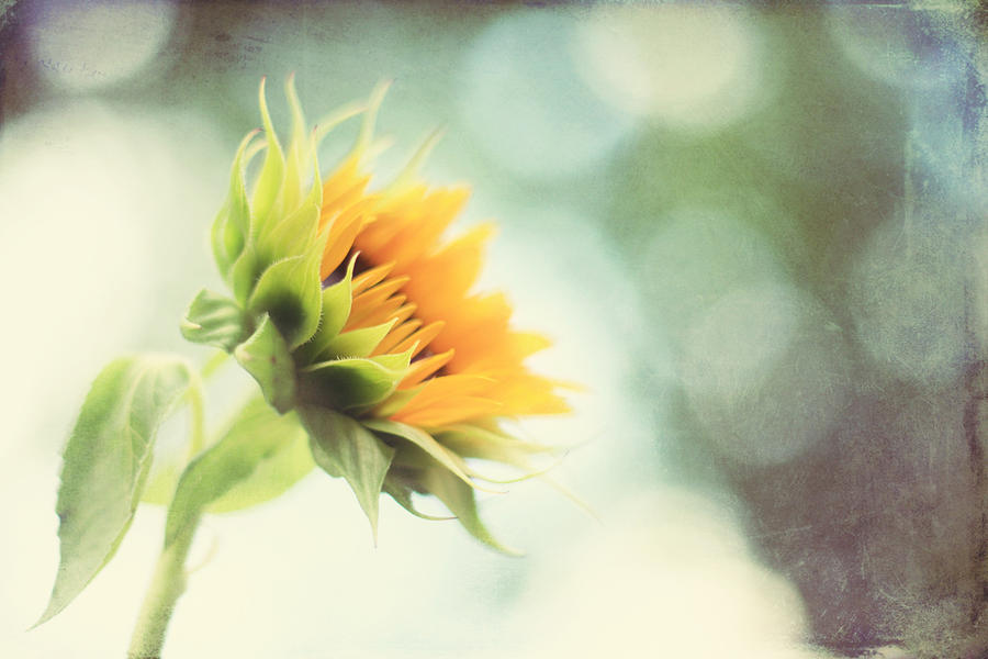 Sunflower Photograph - Eternal Optimist by Amy Tyler