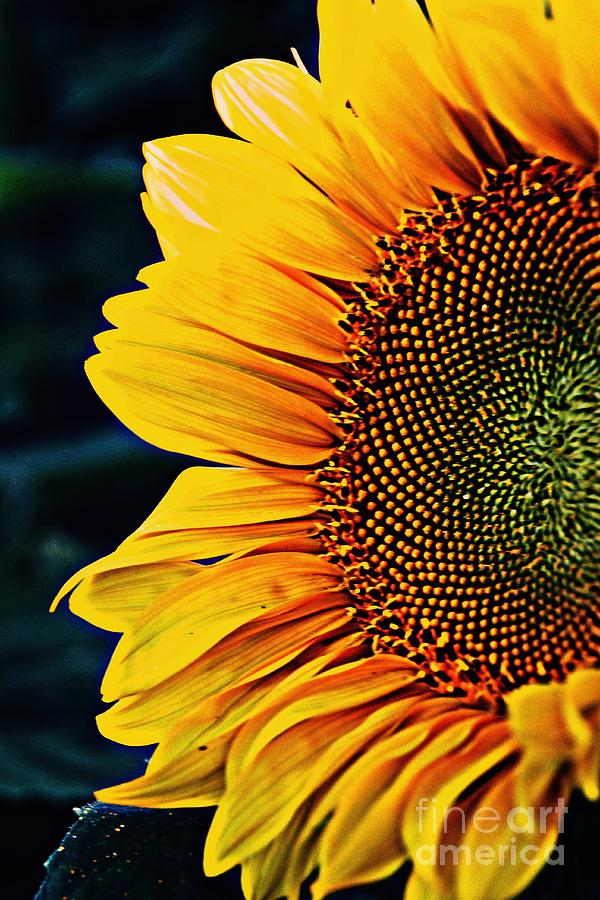 Sunflower Photograph - Eternal Sun by Stephanie  Buckley