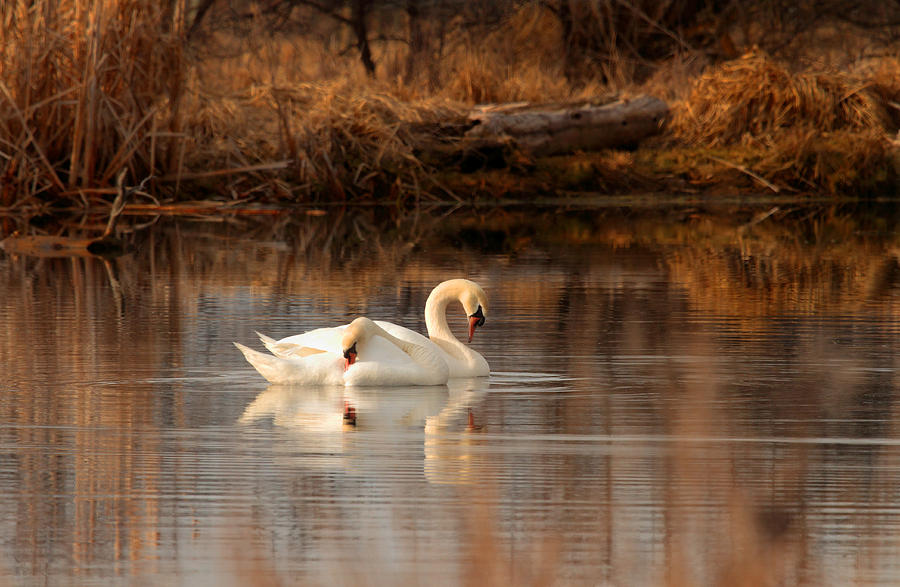 Swan Photograph - Eternal by TL Mair