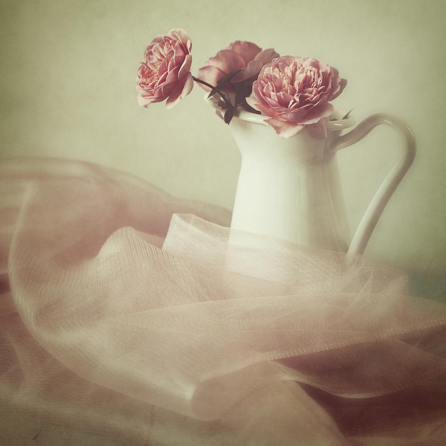 Rose Photograph - Ethereal by Amy Weiss