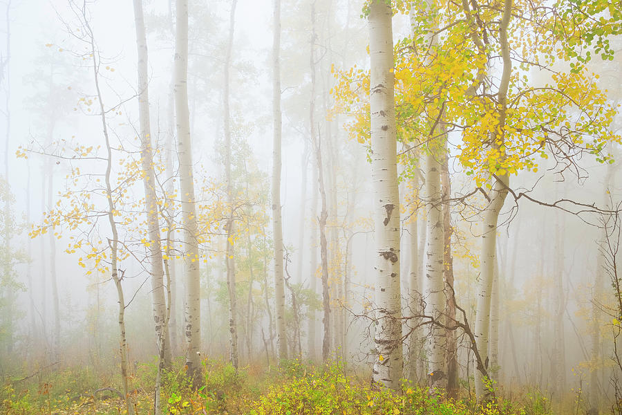 Ethereal Autumn Aspens In Fog Photograph by Dszc