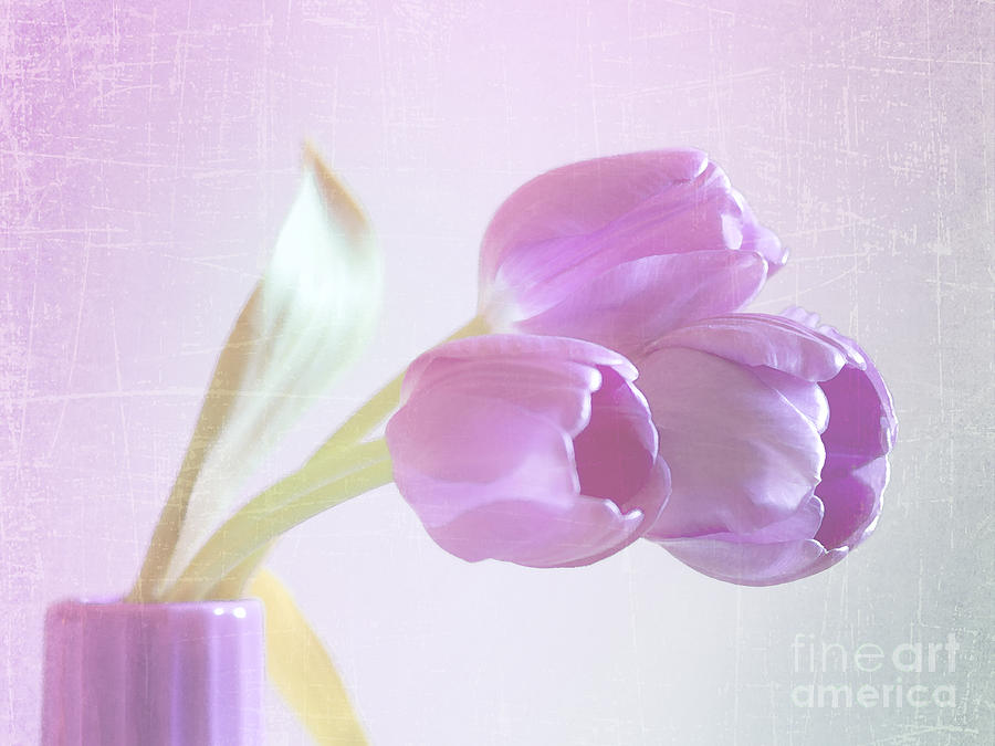 Tulip Photograph - Ethereal by Betty LaRue