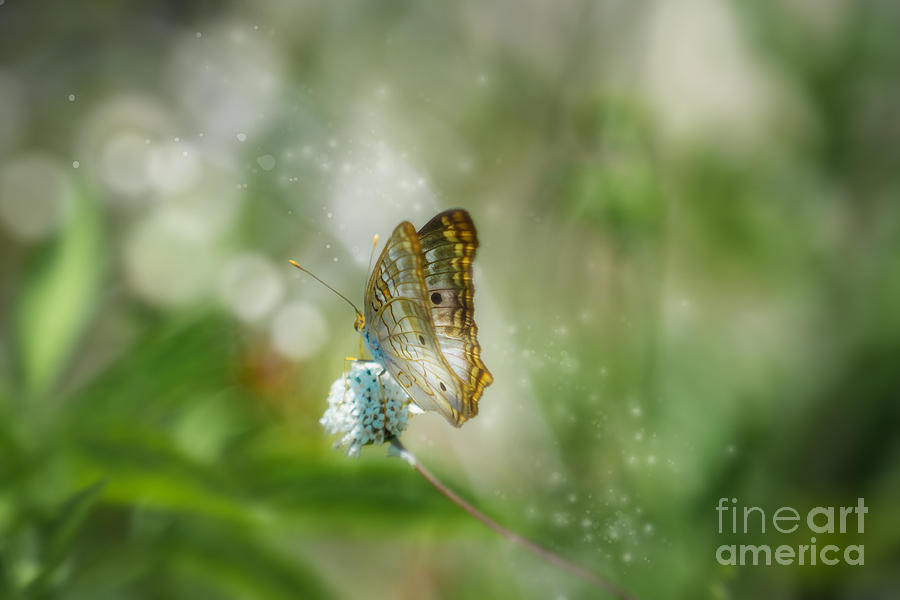 Ethereal Butterfly Photograph