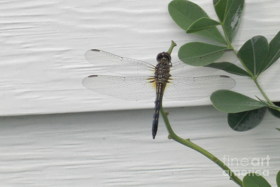 Ethereal Dragonfly Photograph by Deborah Smolinske