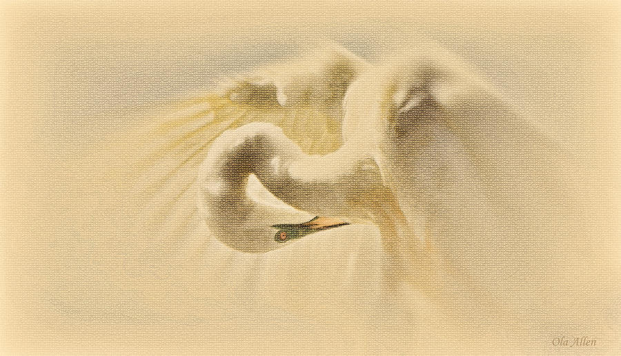 Ethereal Egret Photograph by Ola Allen