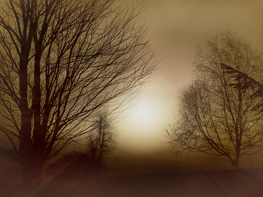 Ethereal Evening Photograph by Micki Findlay