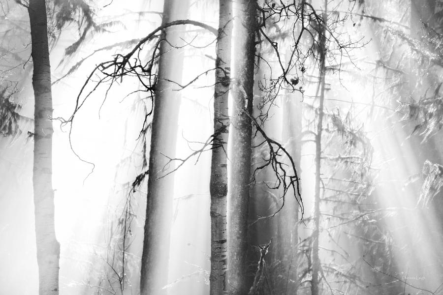Ethereal Forest Photograph by Theresa Tahara