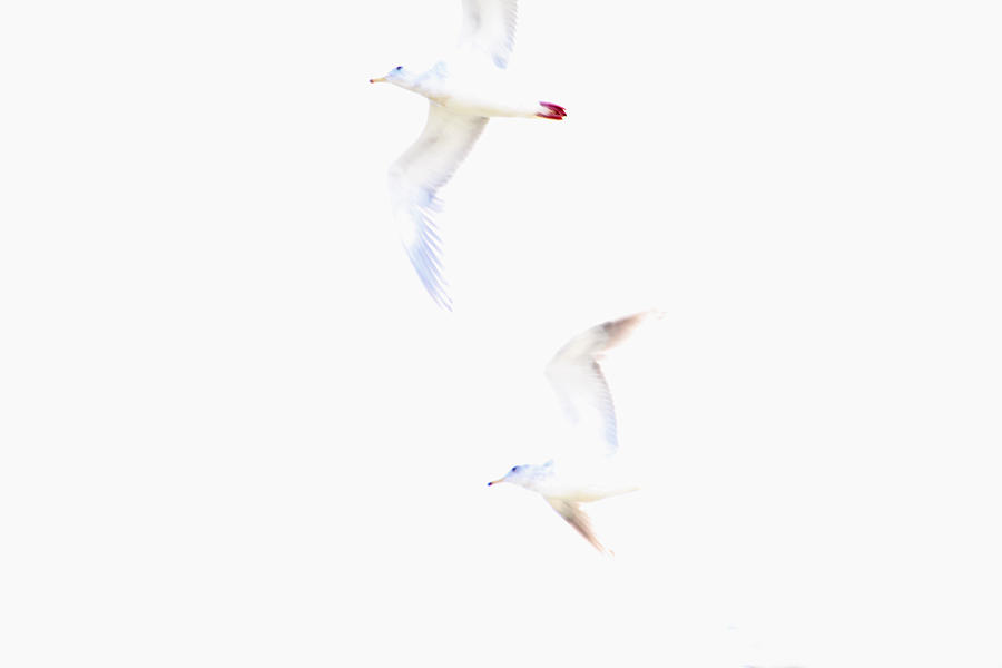 Ethereal Gulls Photograph by Peggy Collins