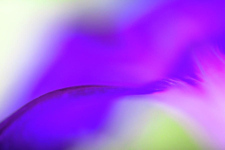 Ethereal Macro Of A Vibrant Purple Photograph by Ralf Hiemisch