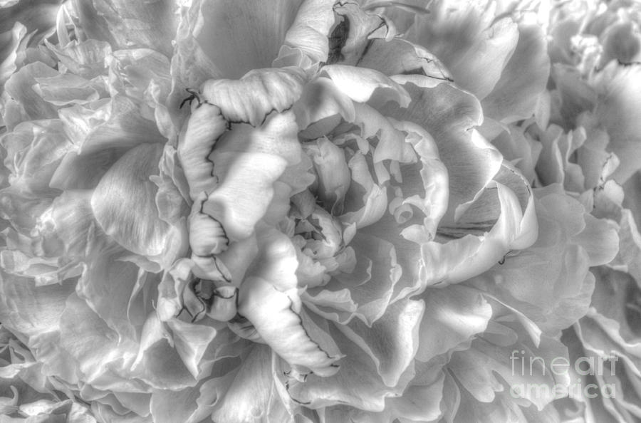 Ethereal Peony Photograph by Sarah Schroder