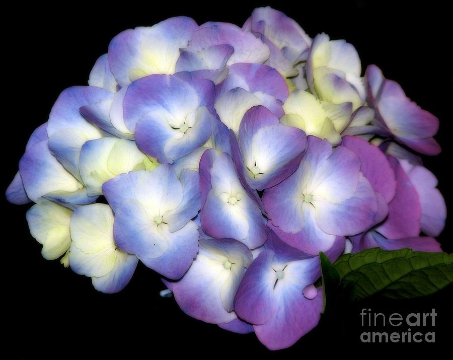 Ethereal Soft Purple Hydrangea Flower Photograph by Rose Santuci-Sofranko
