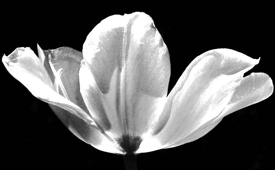 Ethereal Tulip  Photograph by Angela Davies