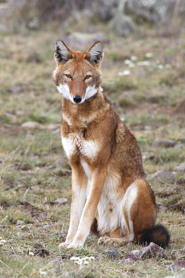 Ethiopian Wolf Photograph by M. Watson