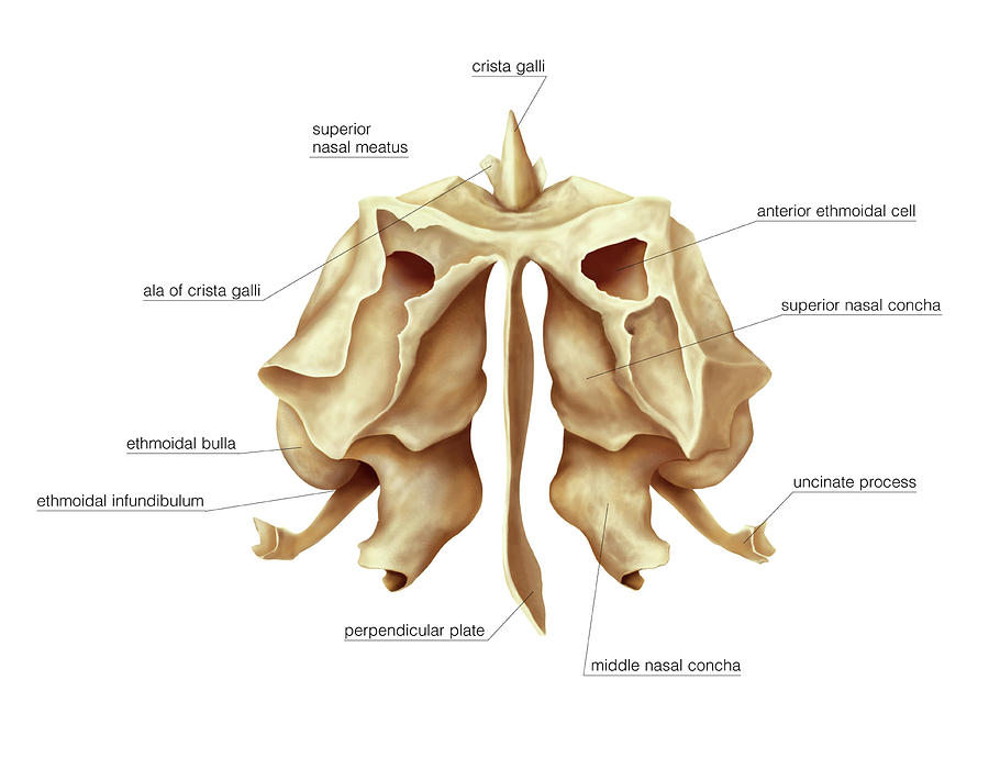 Ethmoidal Bone Photograph by Asklepios Medical Atlas