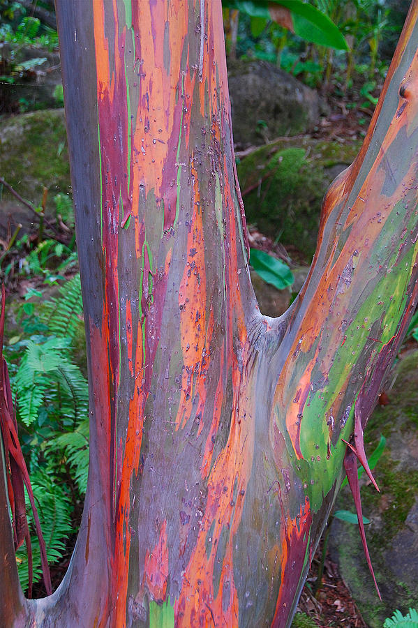 Eucalyptus Bark Photograph by Alan Lenk