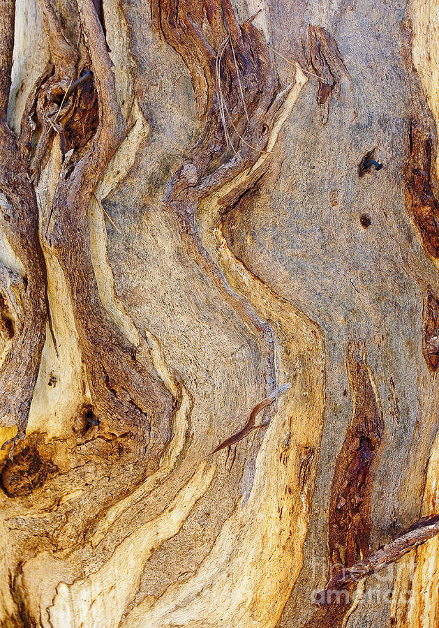 Eucalyptus bark Photograph by Steven Ralser