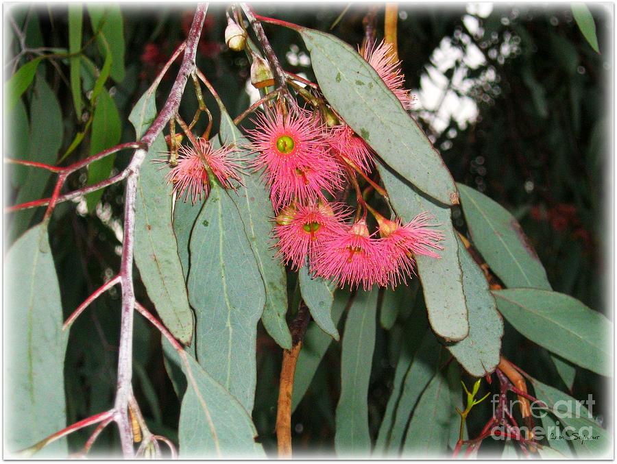Eucalyptus Blossoms Photograph by Leanne Seymour