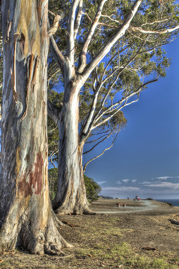 Eucalyptus Bluff Photograph by SC Heffner