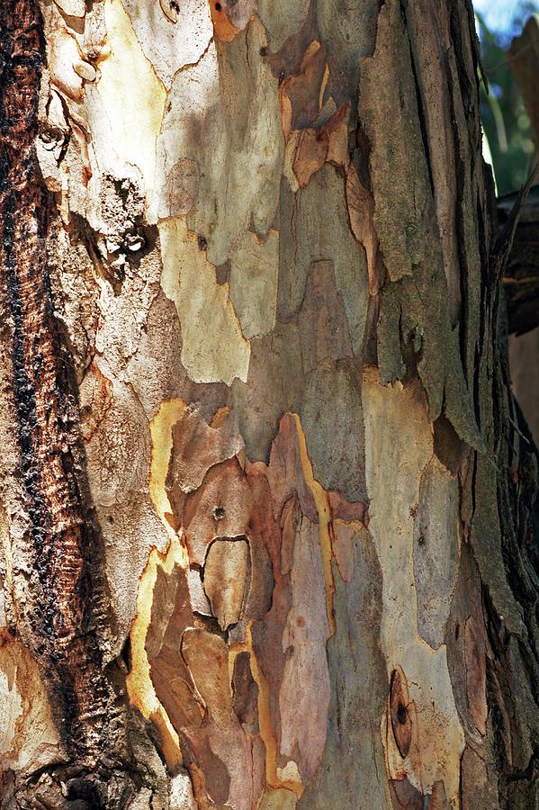 Eucalyptus Camaldulensis by Science Photo Library