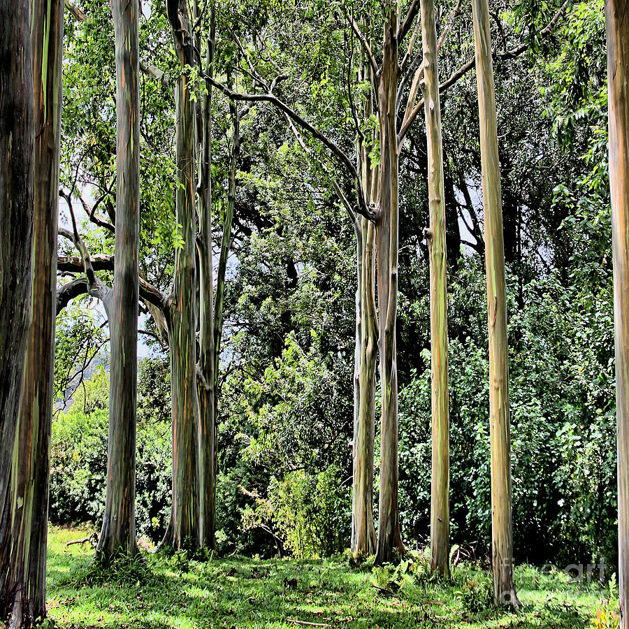 Abstract Photograph - Eucalyptus by DJ Florek