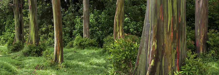 Eucalyptus Dream Photograph by Brad Scott