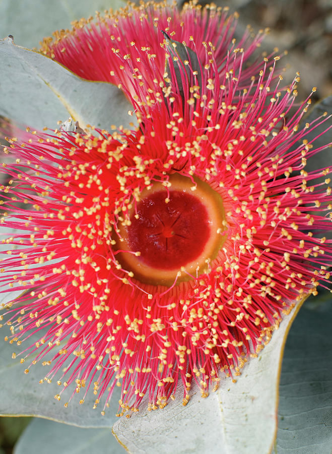 Eucalyptus Flower Photograph by Pete Starman