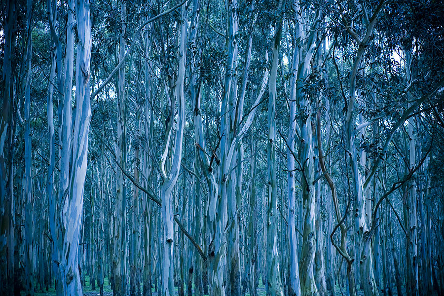 Eucalyptus Forest Photograph by Frank Tschakert