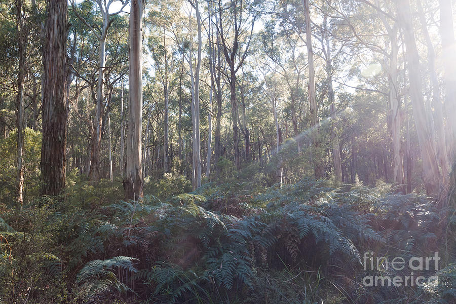 Eucalyptus forest in Victoria Australia Photograph by Matteo Colombo