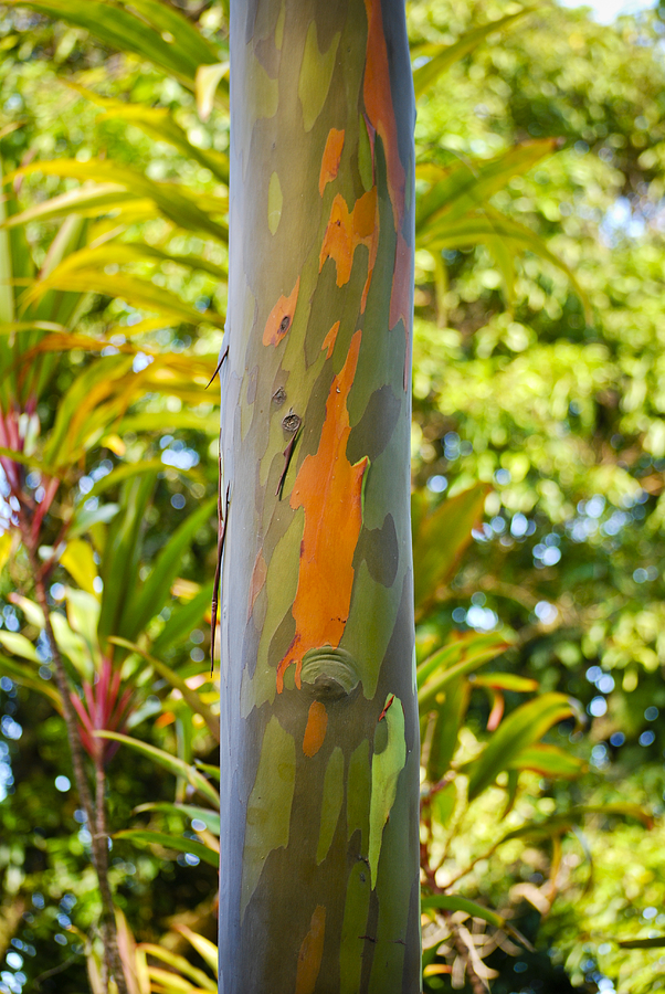 Eucalyptus in Camo Photograph by Christi Kraft