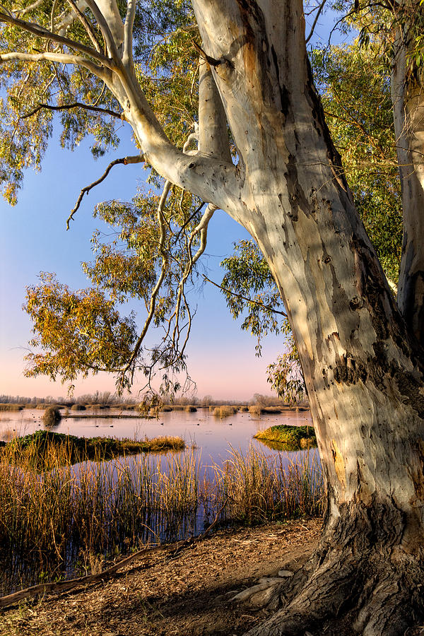 Eucalyptus Morning Photograph by Kathleen Bishop