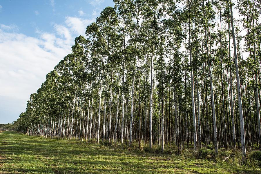 Eucalyptus plantation