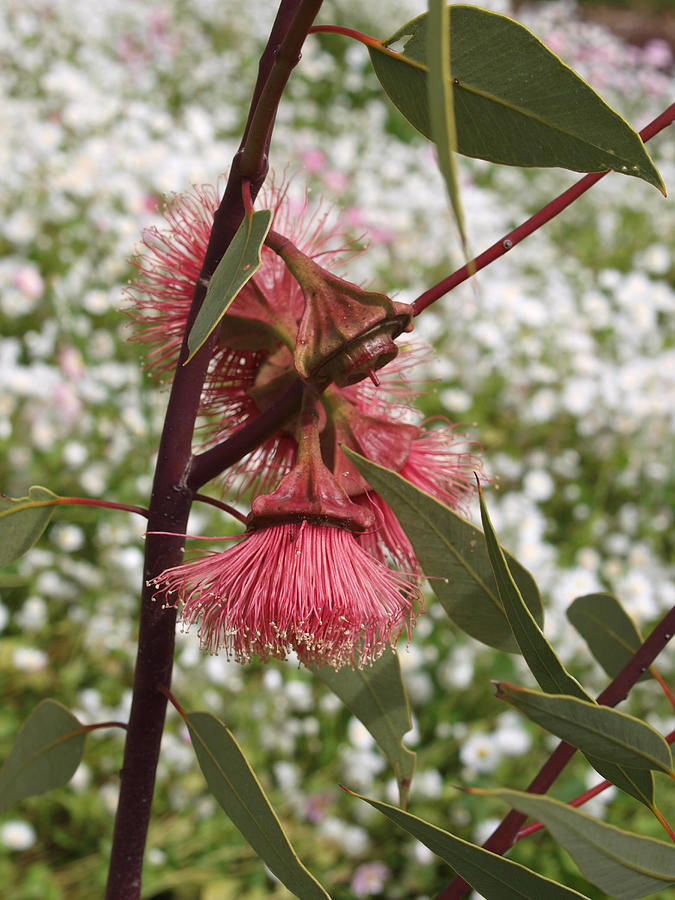 Eucalyptus rameliana - 2 Photograph by Michaela Perryman | Fine Art America